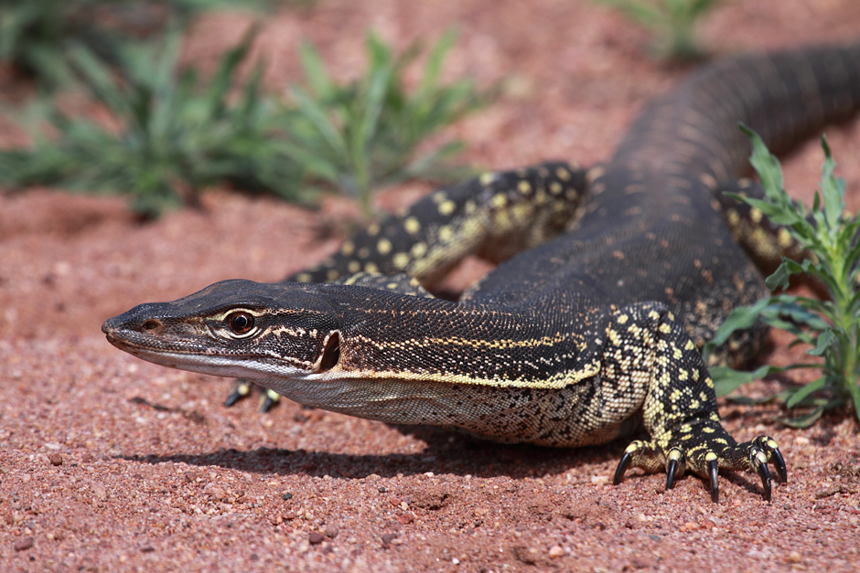 Sand Goanna 